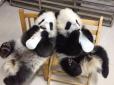 Пандсадок - де і як виховують малечу панд